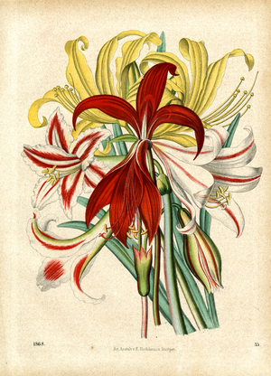 Flowering Amaryllis Species (hand-coloured litho)