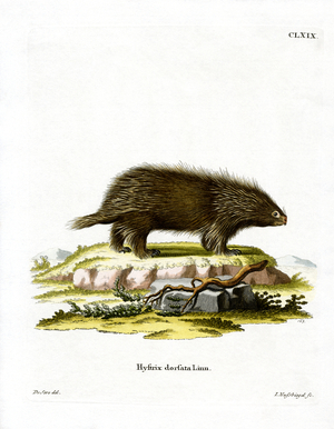 Canadian Porcupine (coloured engraving)