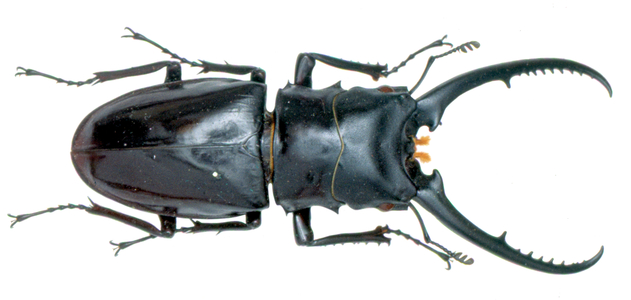 Cladognathus sp.