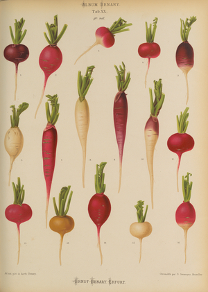 The radish (Raphanus sativus), c.1876-82 (colour litho)
