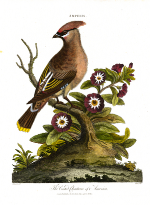 The Crested Chatterer of America (Ampelis), 1810 (print)