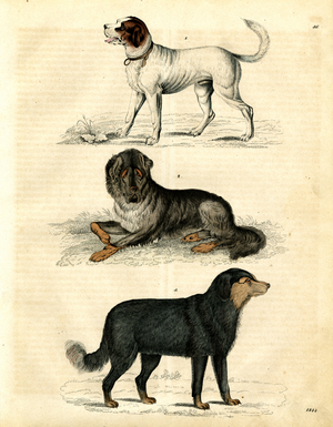 Three Dog Breeds in Characteristic Poses (hand-coloured litho)