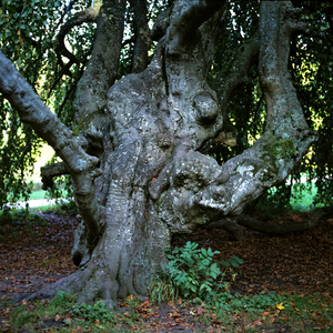 Trunk, 1960 (photo)