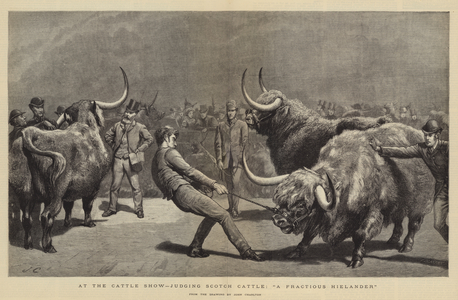 At the Cattle Show, judging Scotch Cattle, "A Fractious Hielander" (engraving)