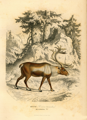 Lapland reindeer, 1855 (Engraving)