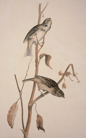 Miliaria calandra