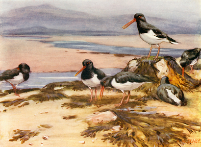 Oyster-catchers (colour litho)