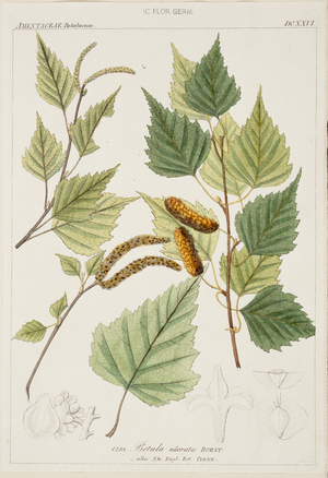 Betula odorata