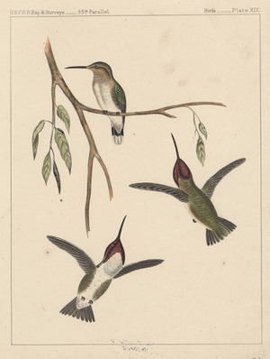 Birds, Plate XIX, 1855 (colour litho)
