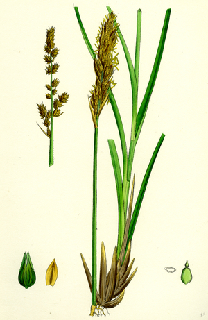 Carex Paniculata Greater Panicled Sedge