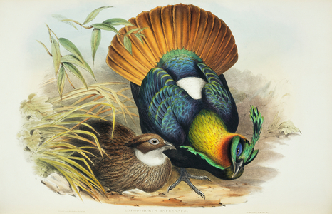 Lophophorus impejanus