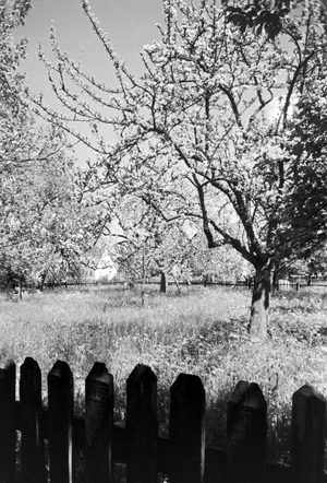 A trip to Ulm, Germany 1930s (b/w photo)
