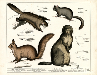European Rodents, 1858 (lithography)