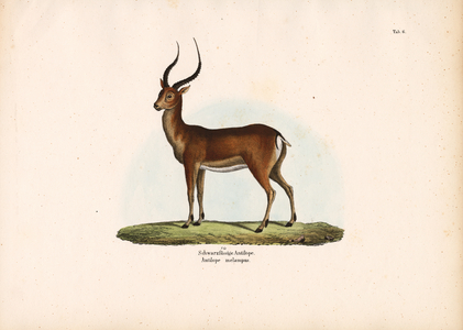 Black-footed Antelope, 1848 (lithography)
