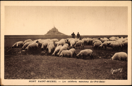Mont Saint Michel, The famous Sheep of Pre Sale