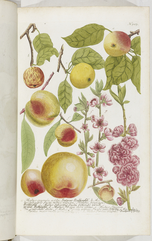 Malus, 1737 (engraving)