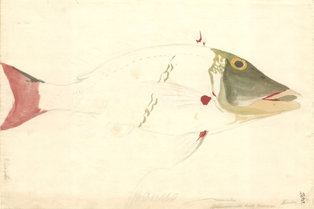 Lethrinus miniatus