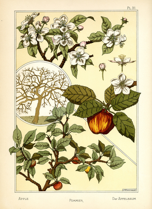 The Apple Tree (colour litho)