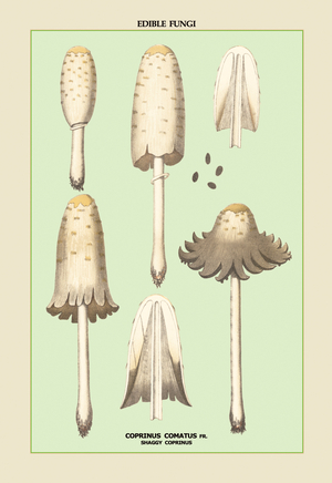 Edible Fungi of New York : Shaggy Coprinus, 1900 (print)