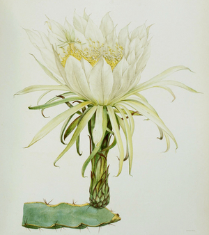 Hylocereus ocamponis, cactus, cacti