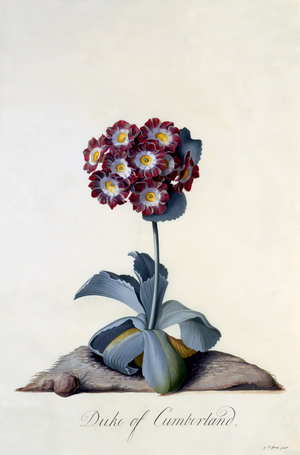 Auricula "Duke of Cumberland" c.1743 (hand-coloured engraving)