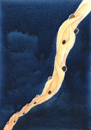 Our intercessions for the Holy Souls in Purgatory, in the name of Jesus, are like a rope that draws them towards heaven, 2002 (w/c on paper)