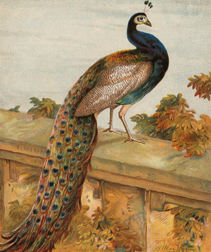 Pride in the Garden (colour litho)