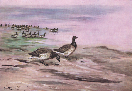 Pale Bellied Brent Goose (litho)
