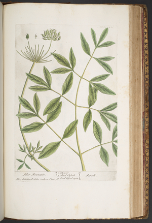 Plate 426, from 'A Curious Herbal', 1737 (coloured engraving)