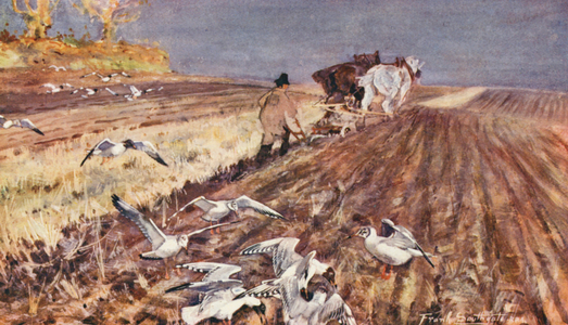Wild Life in East Anglia: Black-Headed Gulls following the Plough (colour litho)