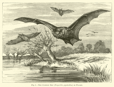 The Common Bat, Vespertilio pipistrellus, in Flight (engraving)