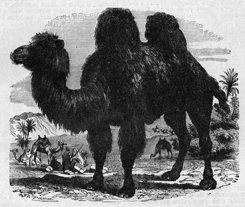 Religion The Holy Bible. Camelus bactrianus