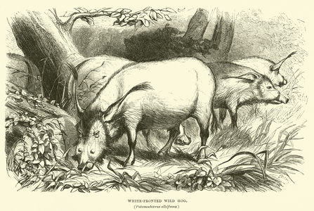 White-Fronted Wild Hog, Potamochaerus albifrons (engraving)