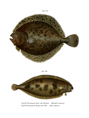 Turbot (colour litho)