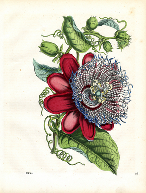 Passion Flower with Blossom and Developing Fruits (hand-coloured litho)