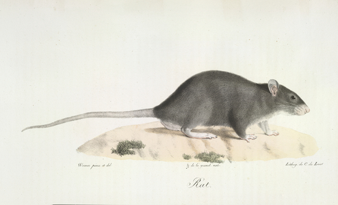 Rat, from Histoire Naturelle des Mammifères (colour litho)