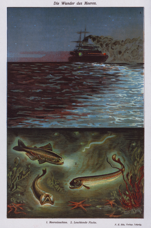 Wonders of the sea: bioluminescence (colour litho)