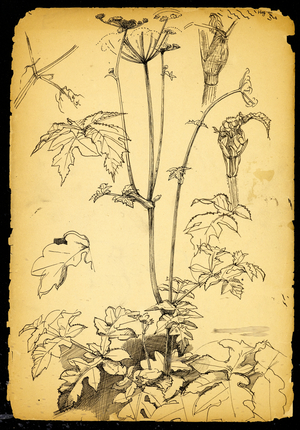 Leaves and stems (pen & ink on paper)