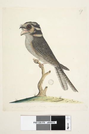 Page 79. A young Musquito Hawk, natural size Owlet Nightjar Aegotheles cristatus, 1791-92 (w/c)