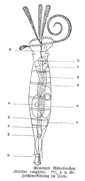 Rotifers