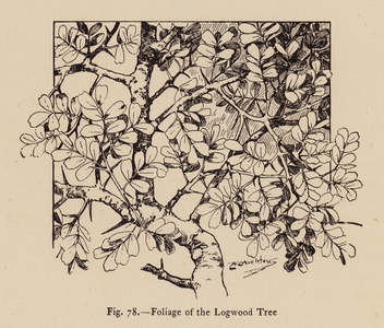 Foliage of the Logwood Tree (litho)