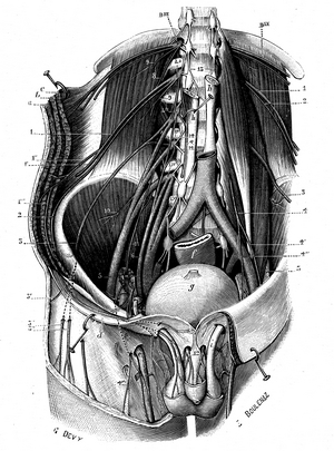 Lumbar plexus, 1905 (print)