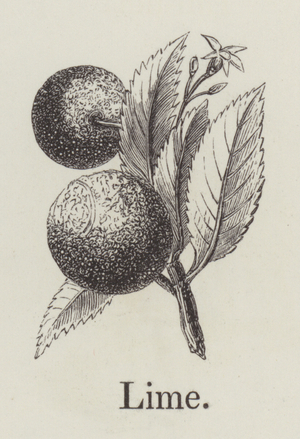 Lime (engraving)