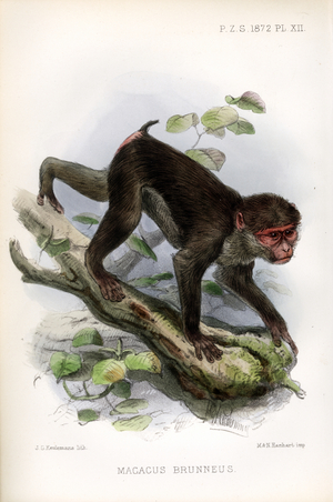 Brown Macaque (print)