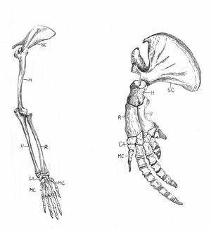 Homology: A: Fore-limb of monkey. B: Fore-limb of whale. Although different at first sight, they have similar architecture. SC, scapula: H, Humerus: R and U, radius and ulna: CA, wrist: MC, palm and fingers. Engraving c 1920 