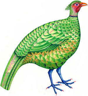 Pheasant, 1996 (ink and gouache)