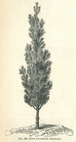 Pinus sylvestris Fastigiata, c.1884-87 (egraving)