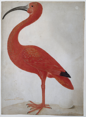 Scarlet Ibis with an Egg, 1699-1701 (w/c & graphite on vellum)