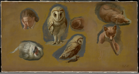 Studies of a Fox, a Barn Owl, a Peahen and a Young Man's Head (oil on canvas)
