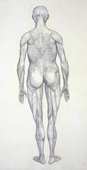 Study of the Human Figure, Posterior View, from 'A Comparative Anatomical Exposition of the Structure of the Human Body with that of a Tiger and a Common Fowl', c.1795-1806 (graphite on cartridge paper)